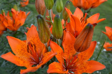 Brandliljor. Lilium bulbiferum